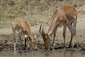 Thirsty Prints: Adult and young Cokes hartebeest (Alcelaphus buselaphus cokii) drinking