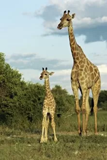 Images Dated 29th February 2008: Adult and young giraffe (Giraffa camelopardalis)
