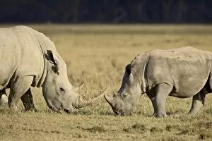 Adult and young white rhinoceros (Ceratotherium simum), Lake Nakuru National Park
