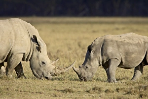 Images Dated 12th October 2006: Adult and young white rhinoceros (Ceratotherium simum), Lake Nakuru National Park