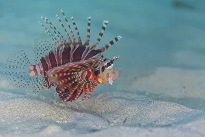 Bangka Island Prints: An adult zebra lionfish (Dendrochirus zebra)