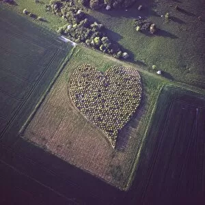 Love Gallery: Aerial image of heart shape orchard, near Huish Hill earthwork, Oare, Wiltshire