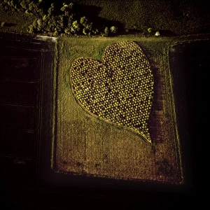 Heart Prints: Aerial image of heart shape orchard, near Huish Hill earthwork, Oare, Wiltshire