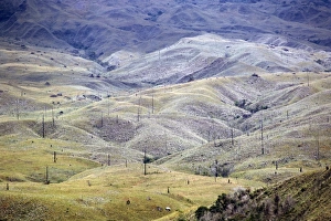 Damaged Prints: Aerial image of skeleton forest, damaged by forest fire, on La Gran Sabana