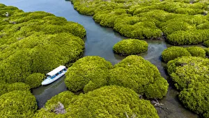 Aerial of the Mangrove forest, Farasan islands, Kingdom of Saudi Arabia, Middle East