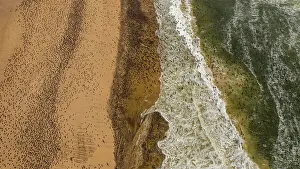 Aerial of massive numbers of Cormorants on the sand dunes along the Atlantic coast, Namibe (Namib) desert, Iona National Park, Namibe, Angola, Africa