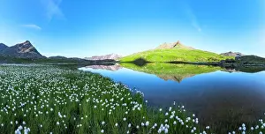 Floral Prints: Aerial panoramic of cotton grass in bloom on shores of pristine Lago Bianco lake