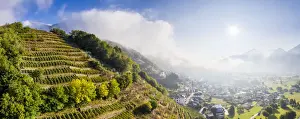 Sondrio Prints: Aerial panoramic view of vineyards with village illuminated by sun in autumn, Berbenno