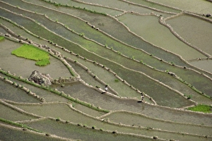 Rice Paddies Prints: Aerial of the rice terraces around the village of Batad