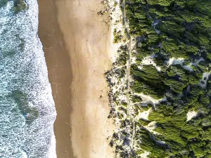 Sand Beach Prints: Aerial shot of a sandy beach meeting vibrant green foliage