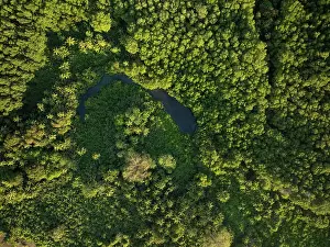 Puntarenas Province Prints: Aerial of trees near Uvita Beach