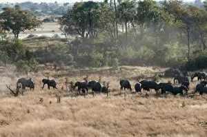 Images Dated 4th June 2009: Aerial view of African elephant herd (Loxodonta africana) on Okavango Delta