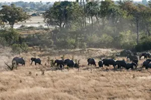 Elephants Prints: Aerial view of African elephant herd (Loxodonta africana) on Okavango Delta