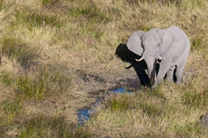Aerial view of African elephant (Loxodonda africana), Okavango Delta, Botswana, Africa