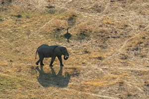 Safari Animals Gallery: Aerial view of an African elephant (Loxodonta africana) walking in the Okavango Delta
