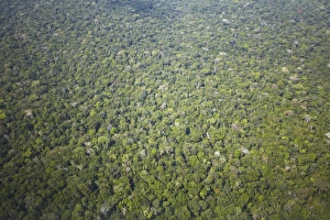 Manaus Prints: Aerial view of Amazon rainforest, Manaus, Amazonas, Brazil, South America