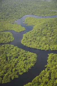 Manaus Prints: Aerial view of Amazon rainforest and tributary of the Rio Negro