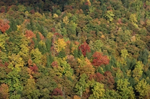 Aerials Prints: Aerial view over autumnal forest canopy