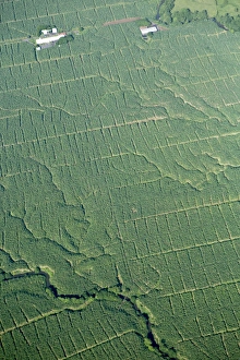 Overhead View Prints: Aerial view of banana plantations in Costa Rica, Central America