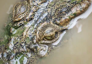 Portrait Prints: Aerial detail view of brown green crocodile head with eyes in Tonle Sap lake, Cambodia