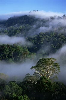 Images Dated 5th August 2008: Aerial view of the canopy of virgin dipterocarp rainforest