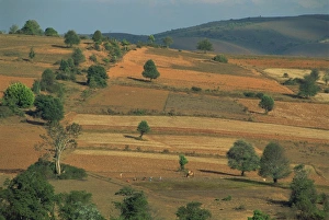 Pindaya Prints: Aerial view over farmers in an agricultural landscape, near Pindaya, Myanmar (Burma)