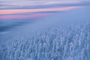 Finland Prints: Aerial view of a forest completely covered in snow during a blue hour in Finnish Lapland
