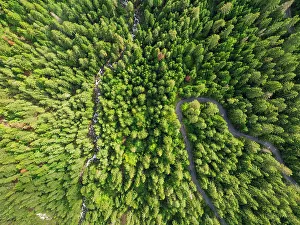 Road Trip Prints: Aerial view of forest near Bansko