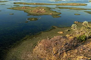 Aerial view of giraffe (Giraffa camelopardalis), wildebeest (Connochaetes taurinus) and plains zebras (Equus quagga) grazing in the Okavango Delta, UNESCO World Heritage Site, Botswana, Africa