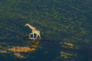 Aerial view of a giraffe (Giraffa camelopardalis) walking in the Okavango Delta, UNESCO World Heritage Site, Botswana, Africa