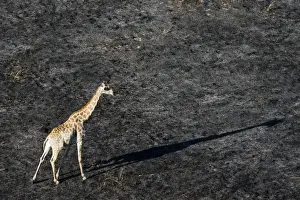 Giraffe Camelopardalis Prints: An aerial view of a giraffe (Giraffe camelopardalis) walking in the Okavango Delta after a bushfire
