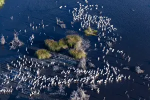 Delta Prints: Aerial view of great white pelicans (Pelecanus onocrotalus)