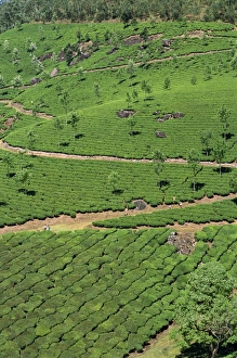 Munnar Prints: Aerial view of green landscape of tea gardens