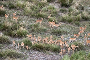 Antelope Prints: Aerial view of impala herd (Aepyceros melampus), Botswana, Africa