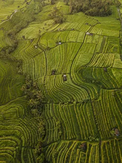 Cultivated Prints: Aerial view of Jatiluwih Rice Terraces, Tabanan, Bali, Indonesia, Southeast Asia, Asia