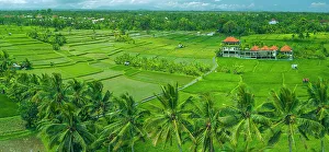Cultivated Prints: Aerial view of Kajeng Rice Field, Gianyar Regency, Bali, Indonesia, South East Asia, Asia
