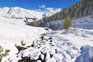 Pinaceae Prints: Aerial view of larches and mountains covered with snow in autumn, Vamlera, Spluga Valley