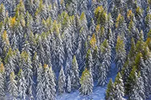Pinaceae Prints: Aerial view of larches in the woods covered with snow during the fall season