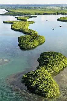 Antilles Prints: Aerial view of mangrove swamp, Grand Cul-de-sac Marin