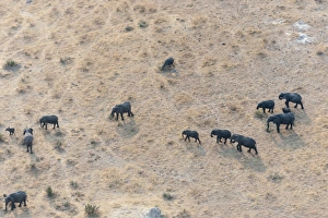 Aerial view of Okavango delta, Botswana, Africa