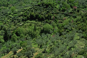 Olive Tree Prints: Aerial view of olive trees and terraces on the Peloponnese