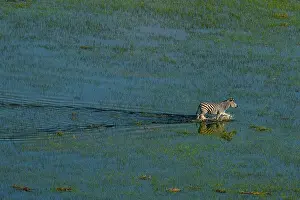 Zebra Prints: Aerial view of a plains zebra (Equus quagga) walking in the Okavango Delta