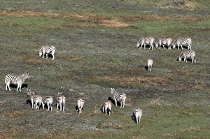 Aerial view of plains zebras (Equus quagga), Okavango Delta, Botswana, Africa