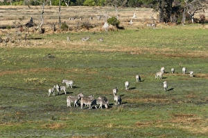 Savannah Prints: Aerial view of plains zebras (Equus quagga), Okavango Delta, Botswana, Africa