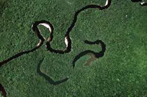 Curve Prints: Aerial view of Rain Forest with Caroni River and Ox-Bows, Venezuela, South America