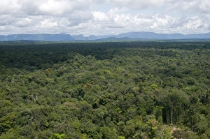 Dense Prints: Aerial view over the rainforest of Guyana, South America