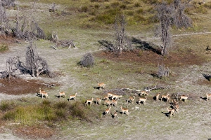 Aerial view of red lechwe (Kobus leche), Okavango Delta, Botswana, Africa