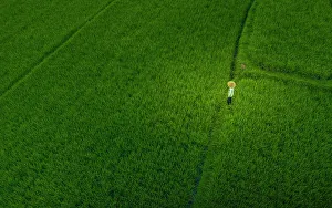 Conical Hat Prints: Aerial view rice field worker near Ubud, Ubud, Bali, Indonesia, South East Asia, Asia