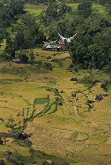Toraja Prints: Aerial view over rice fields and terraces and traditional houses