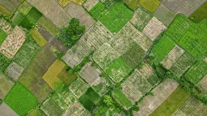 Irrigation Prints: Aerial view of rice paddies near Somapura Mahavihara in Paharpur